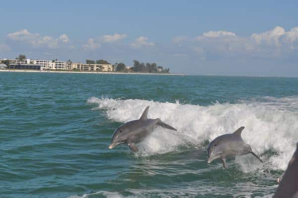 dolphins at the beach in florida
