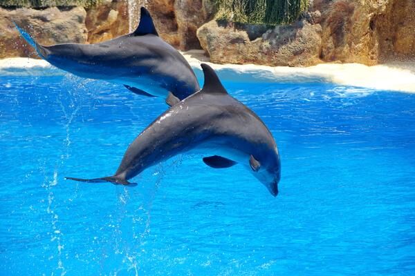 dolphin