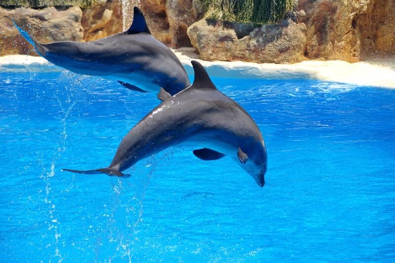 bottlenose dolphin surfacing in the gulf near clearwater beach