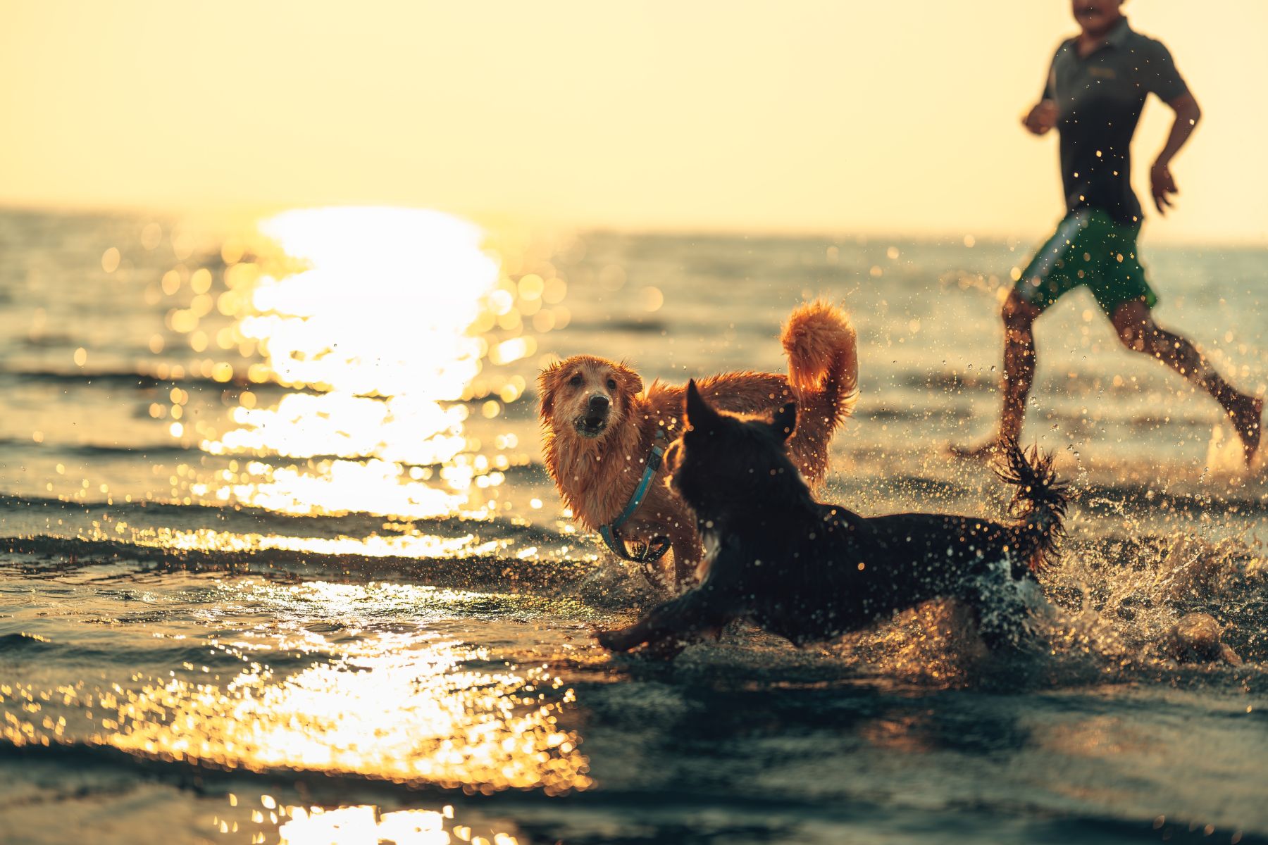 Pet-Friendly Activities & Vacation Rentals in Clearwater Beach