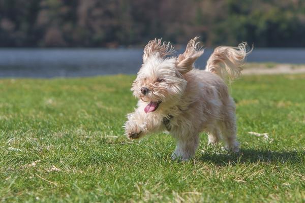 small furry dog running freely