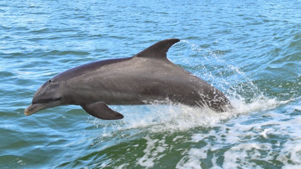 shutterstock dolphin clearwater beach sunny orange stays