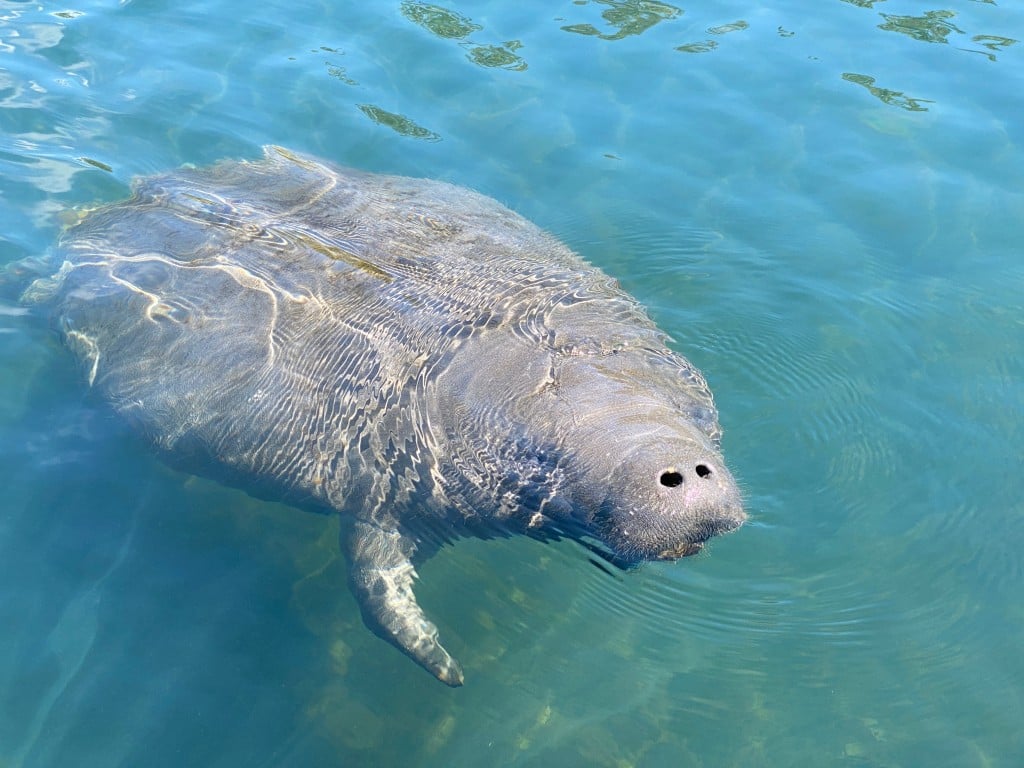 shutterstock manatee sunny orange stays
