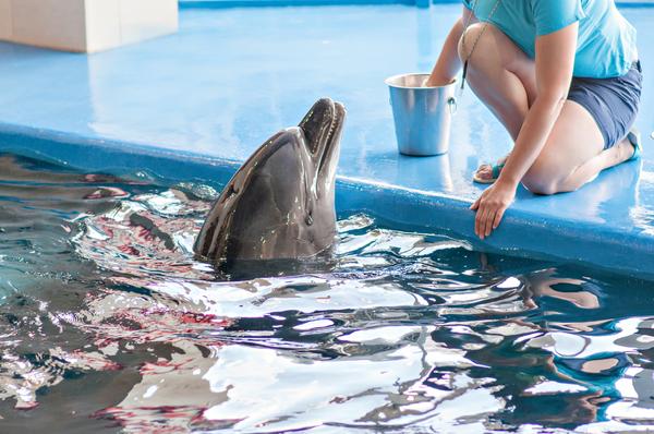 a dolphin at the edge of an aquarium pool beside a trainer